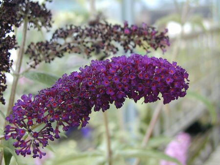 Buddleja davidii Black Knight - image 1