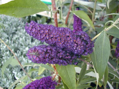 Buddleja davidii Black Knight - image 2