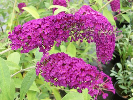 Buddleja davidii Royal Red - image 1