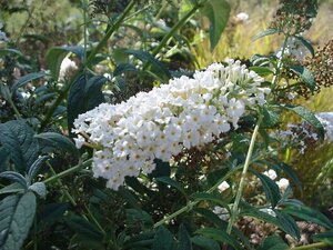 Buddleja White Profusion - image 1