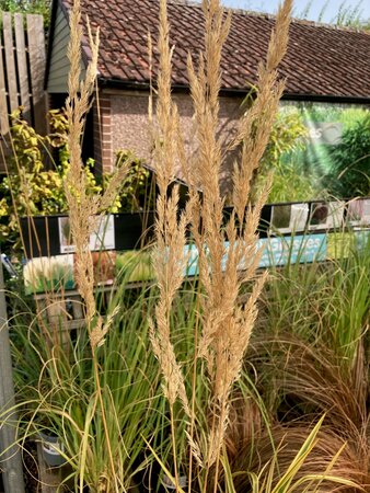 Calamagrostis Karl Foerster - image 1