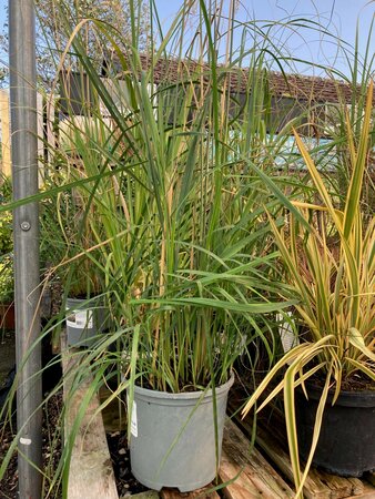 Calamagrostis Karl Foerster - image 2