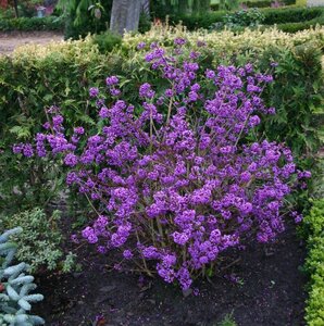 Callicarpa var. giraldii Profusion - image 1