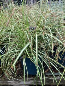 Carex Evergold