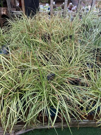 Carex Evergold - image 2