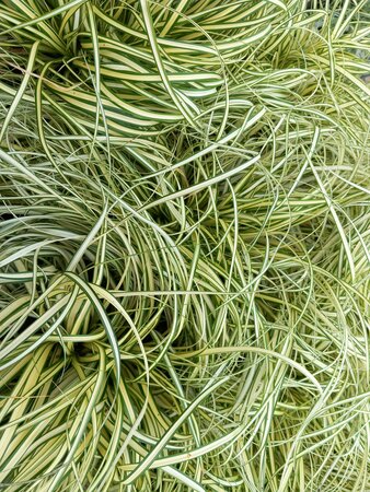 Carex Evergold - image 4