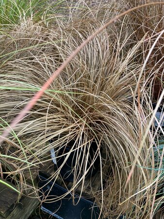 Carex flag. Bronzita - image 2