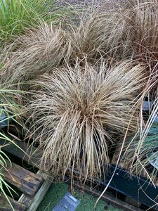 Carex flag. Bronzita