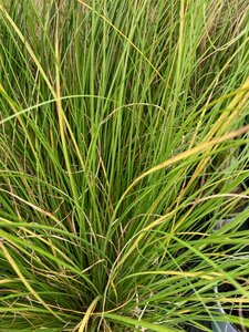 Carex Phoenix Green