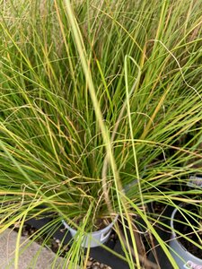 Carex Phoenix Green - image 2