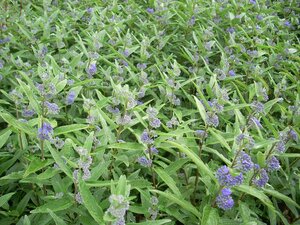 Caryopteris Dark Knight - image 2