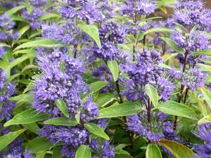 Caryopteris Dark Knight - image 1