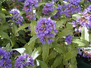 Caryopteris Grand Bleu - image 1