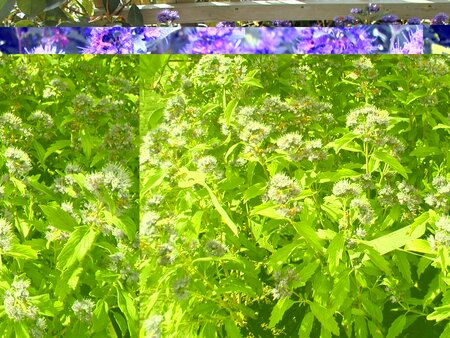 Caryopteris Grand Bleu - image 2