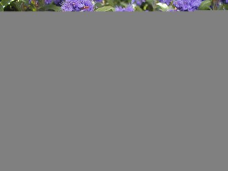 Caryopteris Grand Bleu - image 1