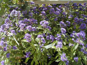 Caryopteris Grand Bleu - image 2