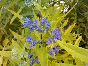 Caryopteris Worcester Gold - image 2