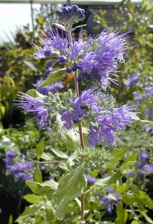 Caryopteris Worcester Gold - image 1