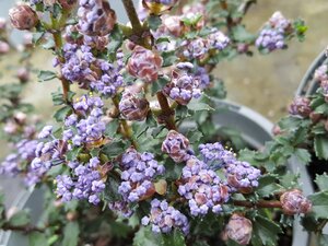 Ceanothus Blue Jeans