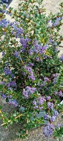 Ceanothus Blue Jeans - image 3