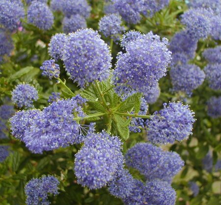 Ceanothus Concha - image 2