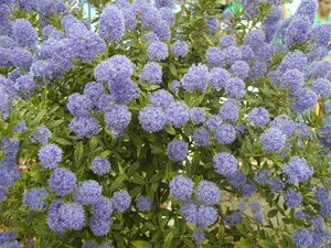 Ceanothus Concha