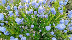 Ceanothus imp. Victoria - image 1