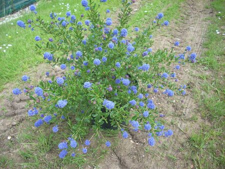 Ceanothus Italian Skies - image 2