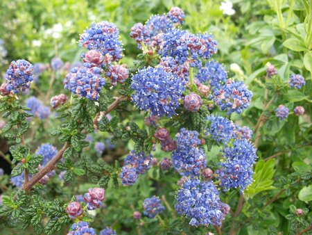 Ceanothus Puget Blue - image 1