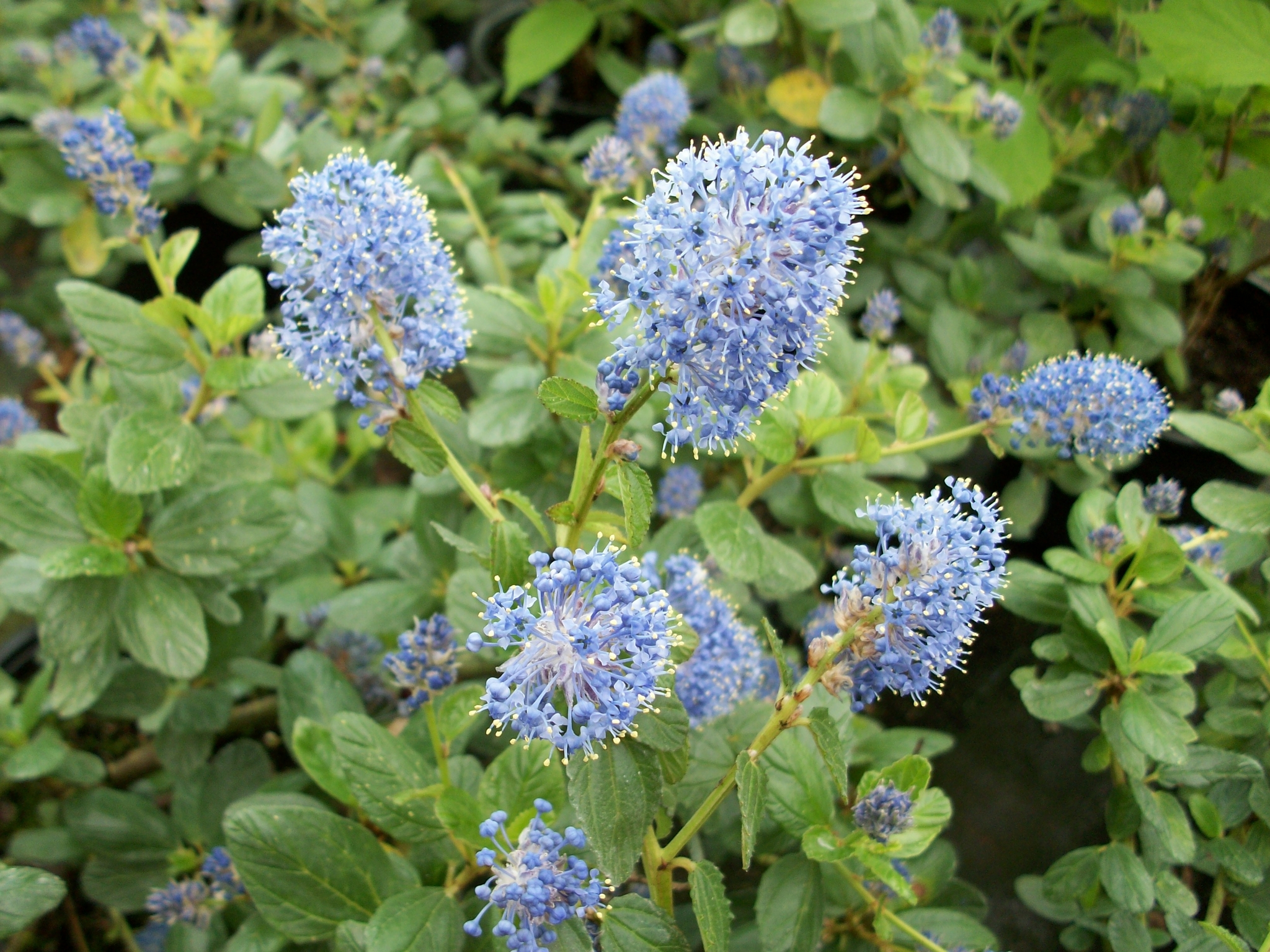 Ceanothus thyrsiflorus var. repens - Thompsons Plants & Garden Centres