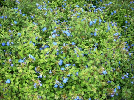 Ceratostigma wil. Forest Blue - image 2