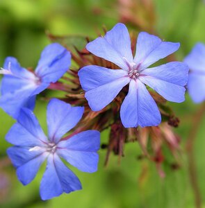 Ceratostigma wil. Forest Blue - image 1