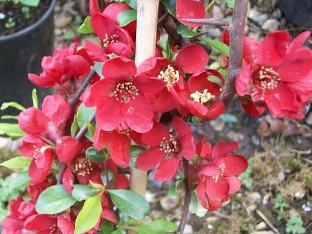 Chaenomeles Crimson and Gold - image 1