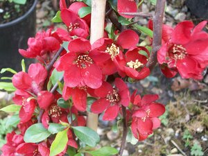 Chaenomeles Crimson and Gold - image 1