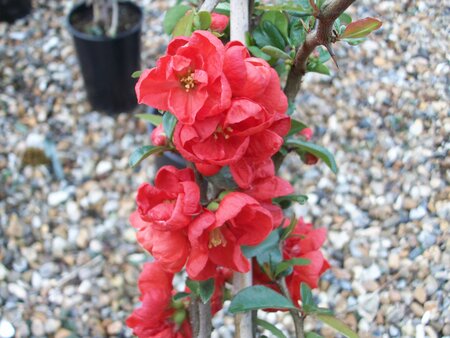 Chaenomeles Knap Hill Scarlet - image 1