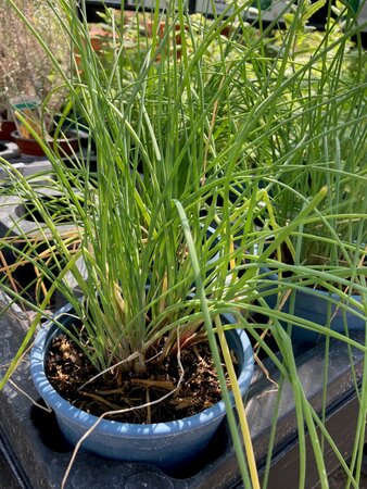 Chives Fine Leaved - image 1