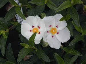 Cistus lusitanicus Decumbens - image 2