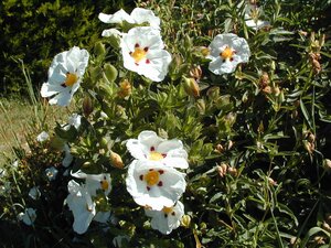 Cistus lusitanicus Decumbens - image 1