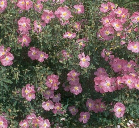 Cistus Peggy Sammons - image 1