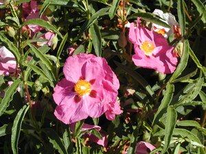 Cistus x purpureus - image 1