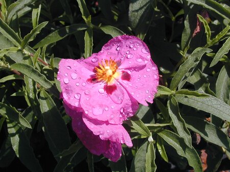 Cistus x purpureus - image 2