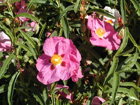 Cistus x purpureus - image 1