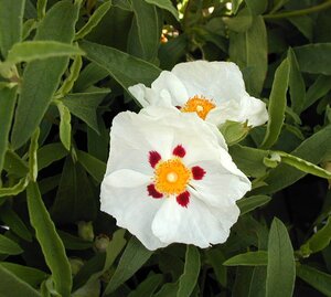 Cistus x purpureus Alan Fradd