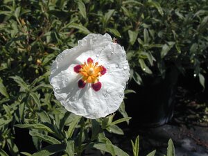 Cistus x purpureus Alan Fradd - image 2