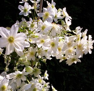 Clematis Avalanche