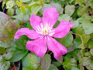 Clematis Barbara Harrington - image 1