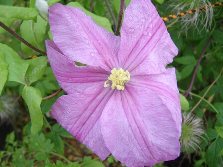 Clematis Comtesse de Bouchaud - image 1