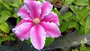 Clematis Dr Ruppel