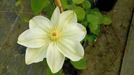 Clematis Guernsey Cream - image 1