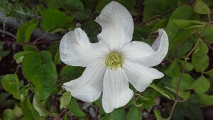 Clematis Huldine - image 1